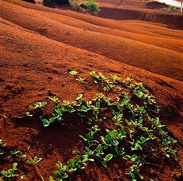 《宝可梦：大集结》公布新宝可梦“太阳精灵” 5月16日上线